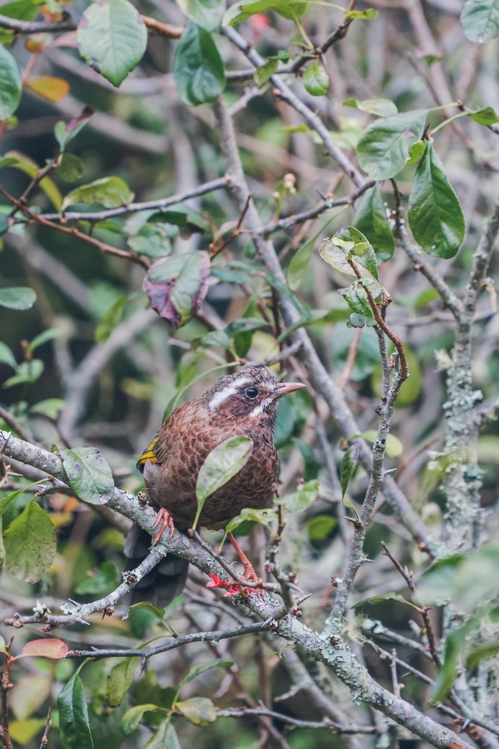 Bird Watching