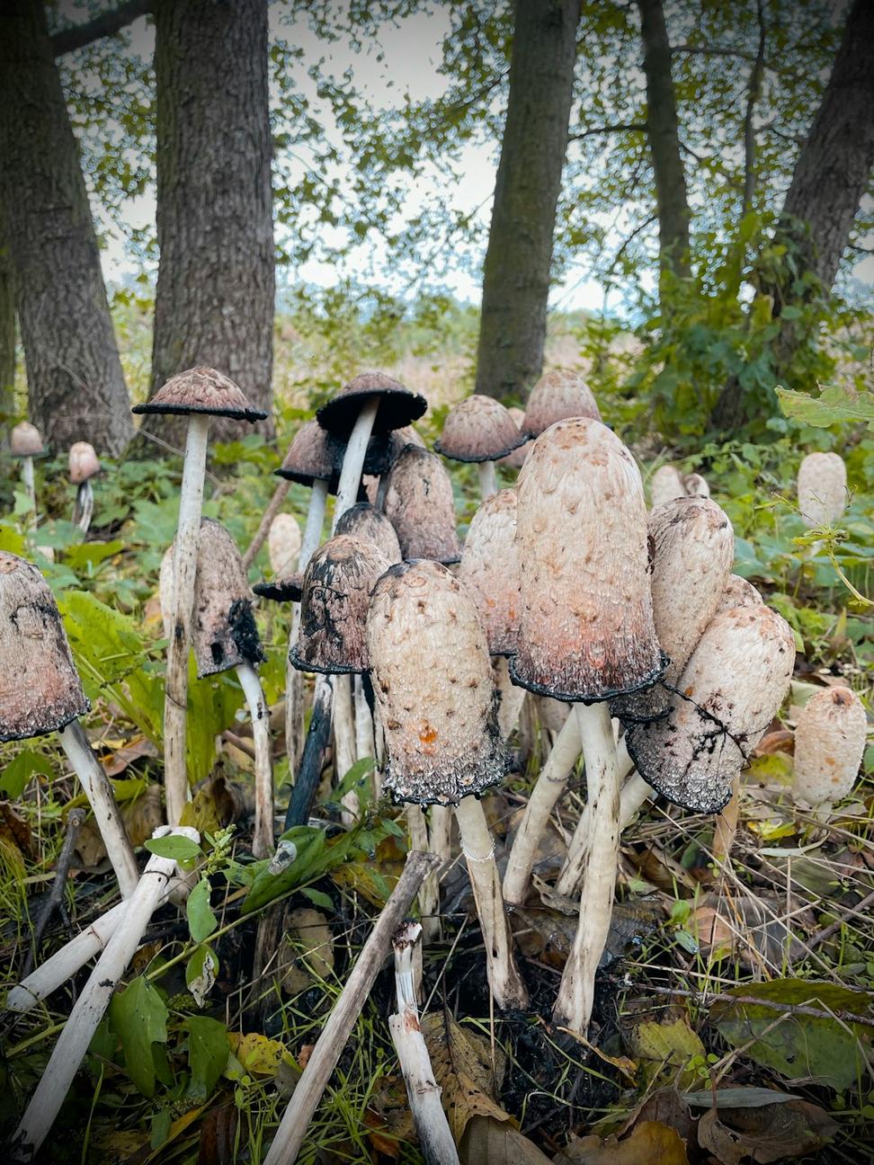 Foraging