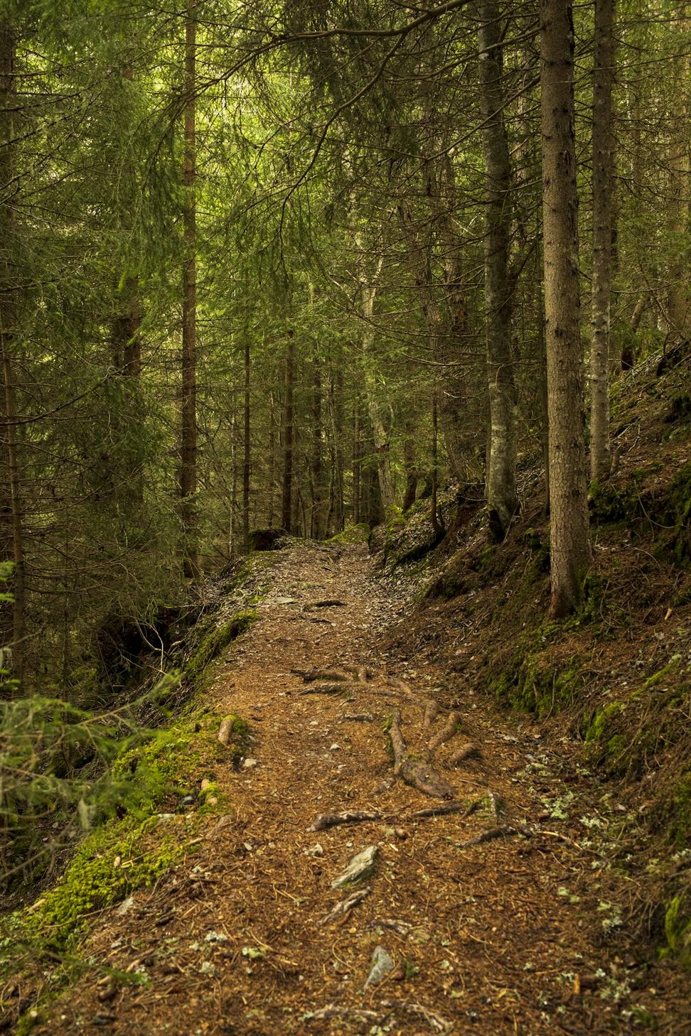 Alpine Meadow Loop