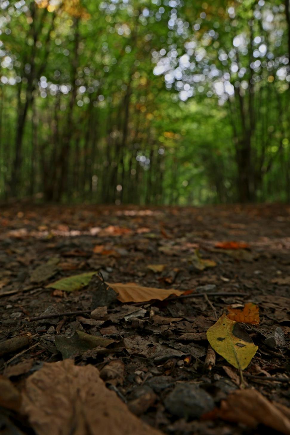 Fall Hiking