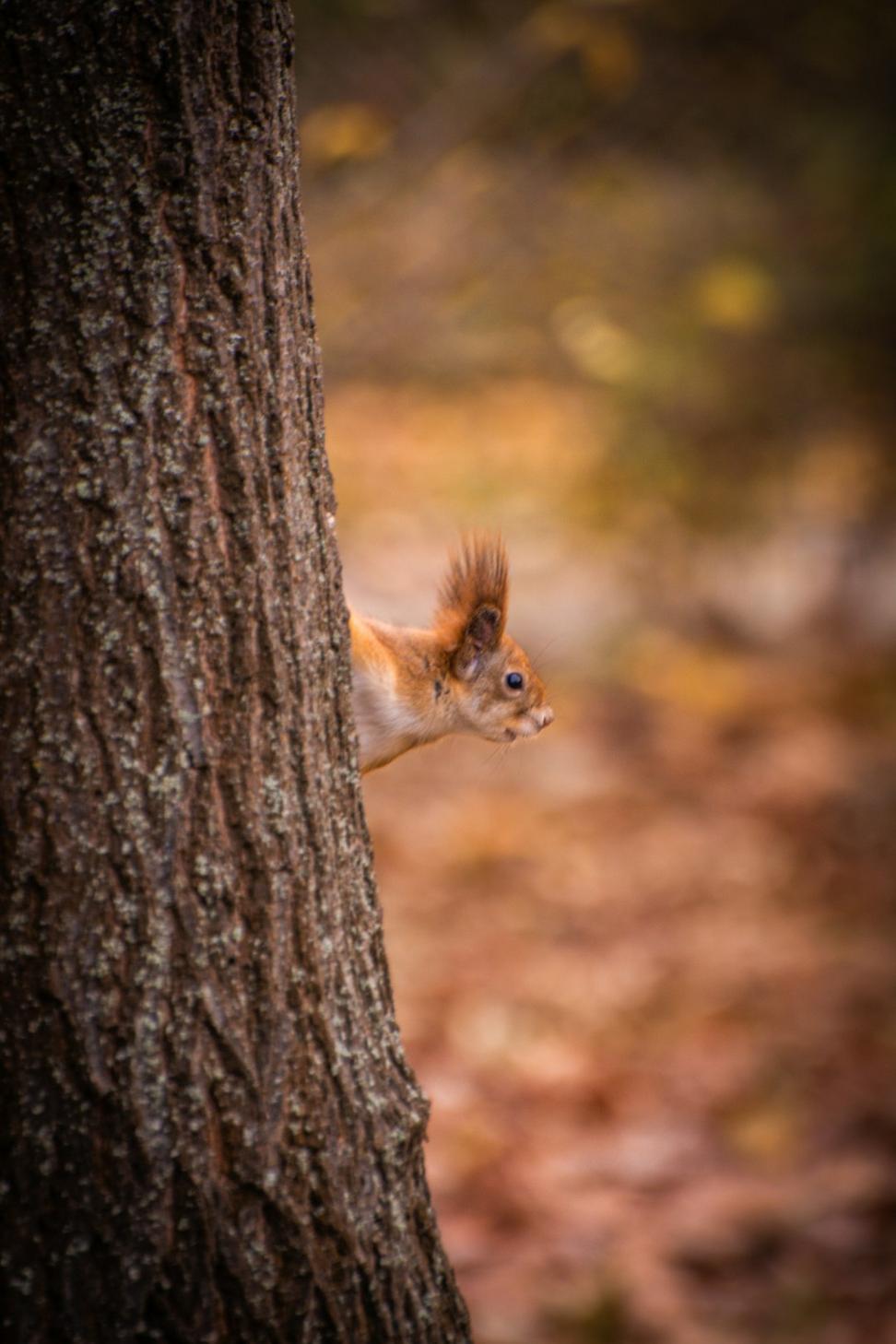 Wildlife Photography